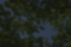 oak-tree-canopy_edited_edited.jpg