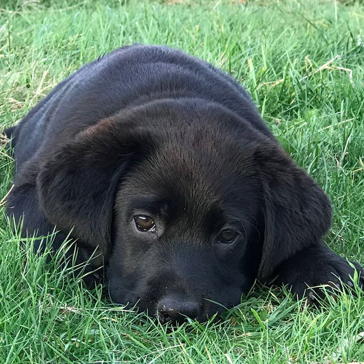 Ella A Sense of Pleasure Afra