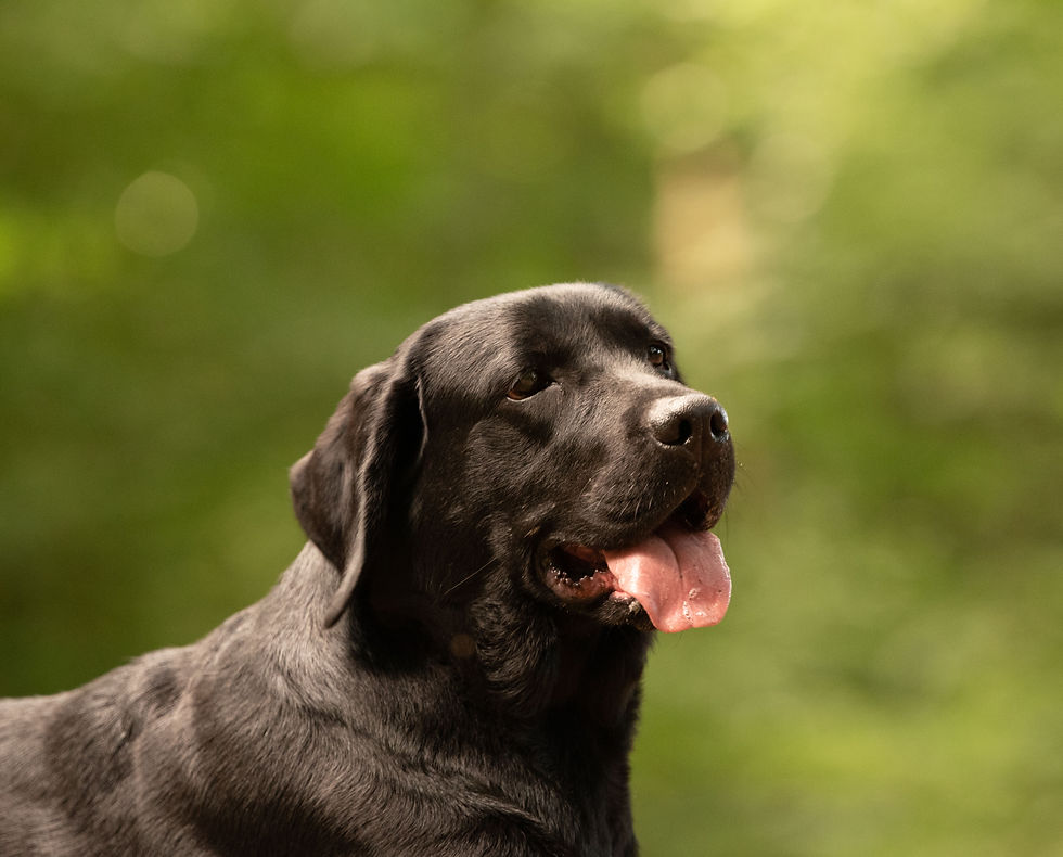 Happy - Balardor Chicka Boom Shakalaka