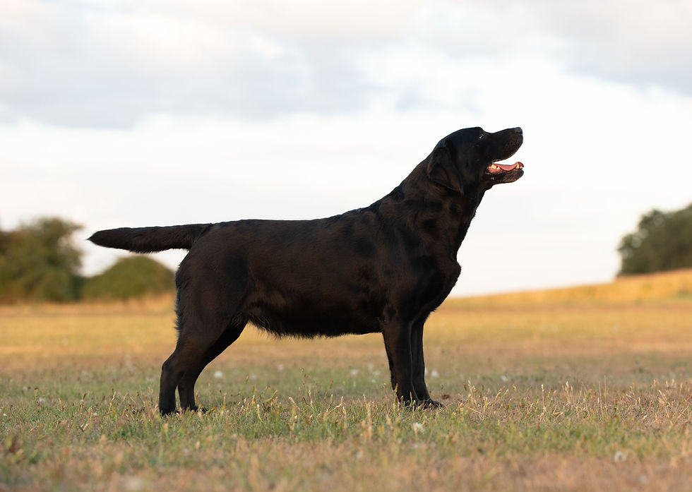 Susi - Balardor Cool Afra Yeah Yeah