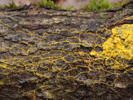 GD-Attentionとレンマ学:意味の飛躍をつなぐエネルギー構造