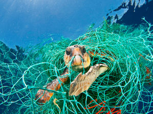 What are the Impacts of Plastic on Life and our Health?