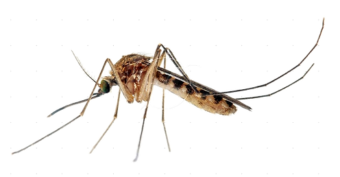 mosquito.png