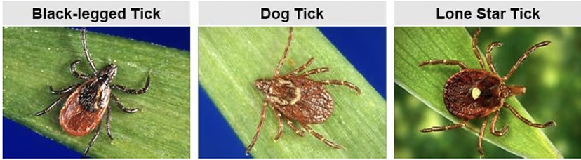 tick types.png