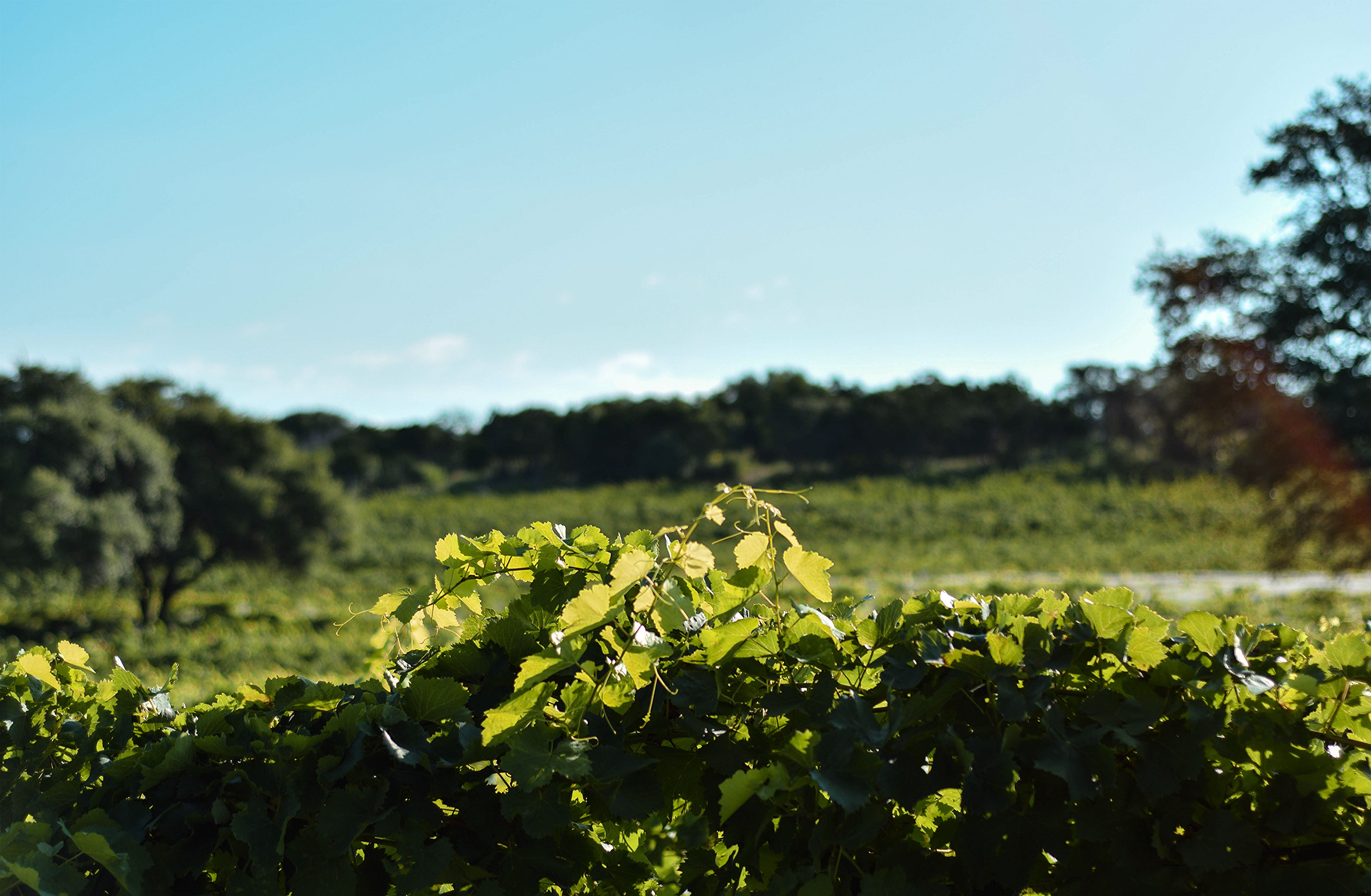 WINERY WACO, TX VALLEY MILLS VINEYARDS