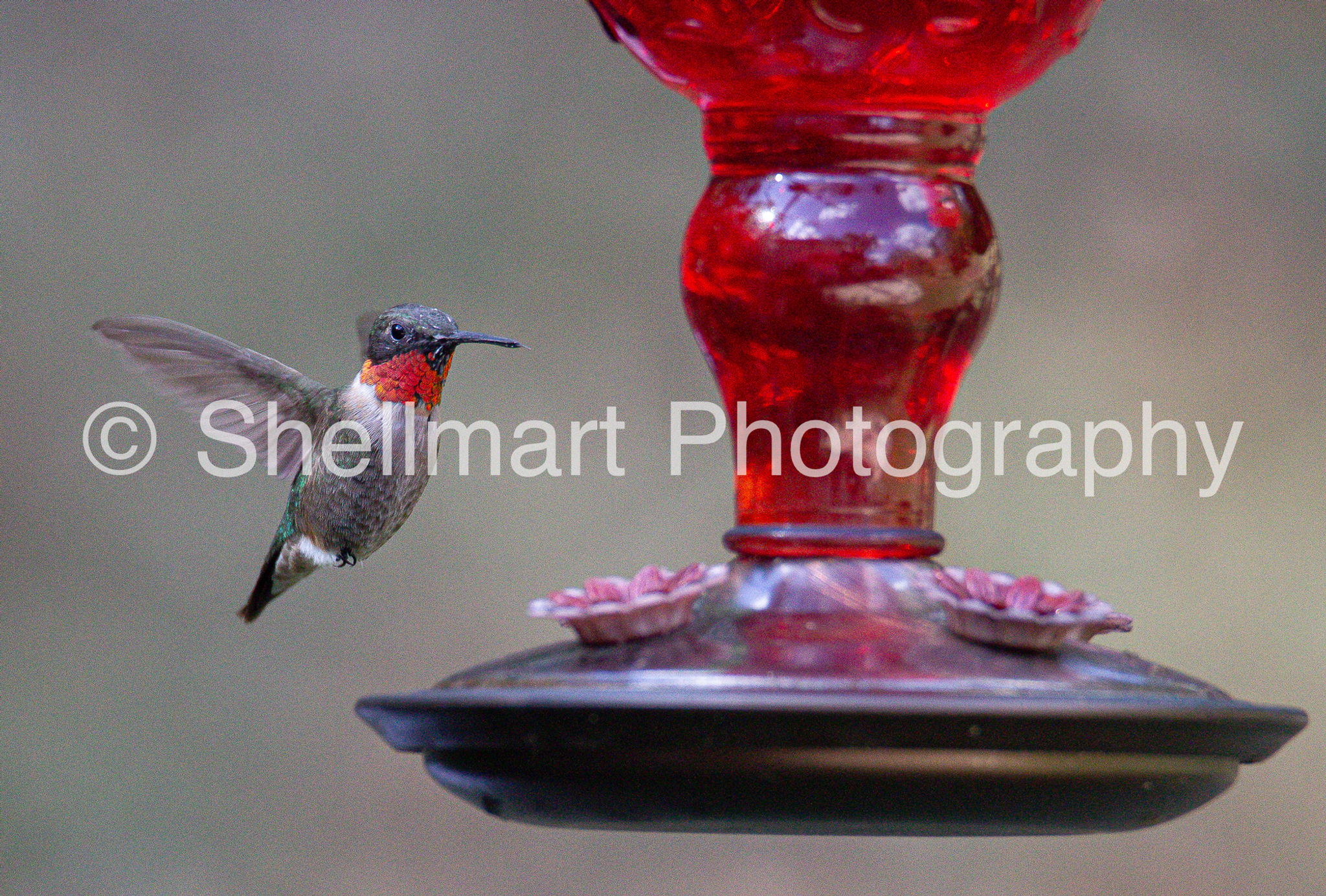Fluttering Hummingbird