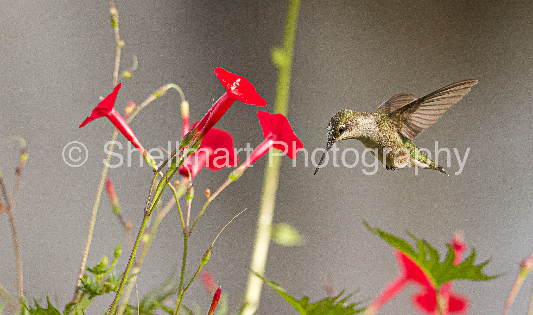 Hummingbird 5