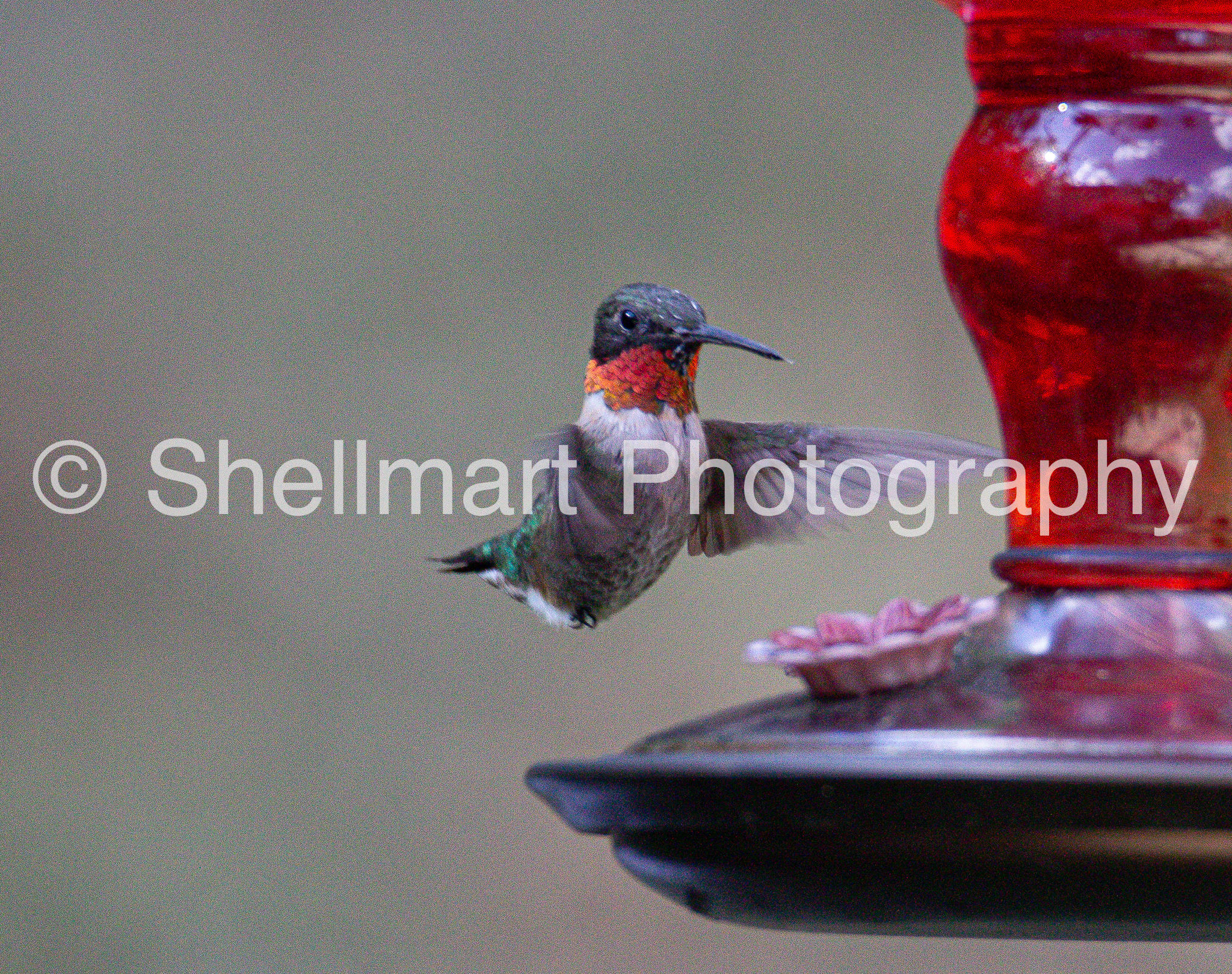 In Coming Hummingbird