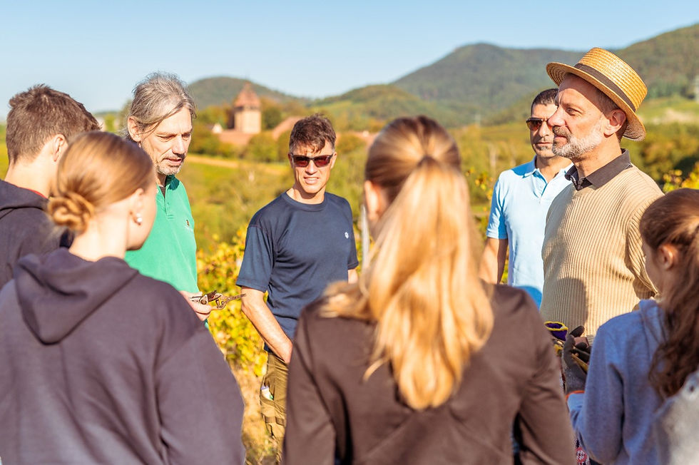 Rotary-Austauschschüler erlebten einen besonderen Tag in den Weinbergen des Weinguts Theodorus, wo sie bei der Traubenlese halfen