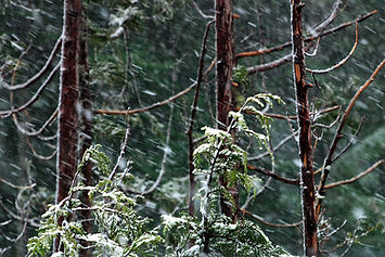 Stormy Forest