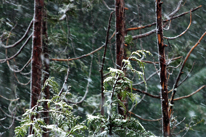 Stormy Forest