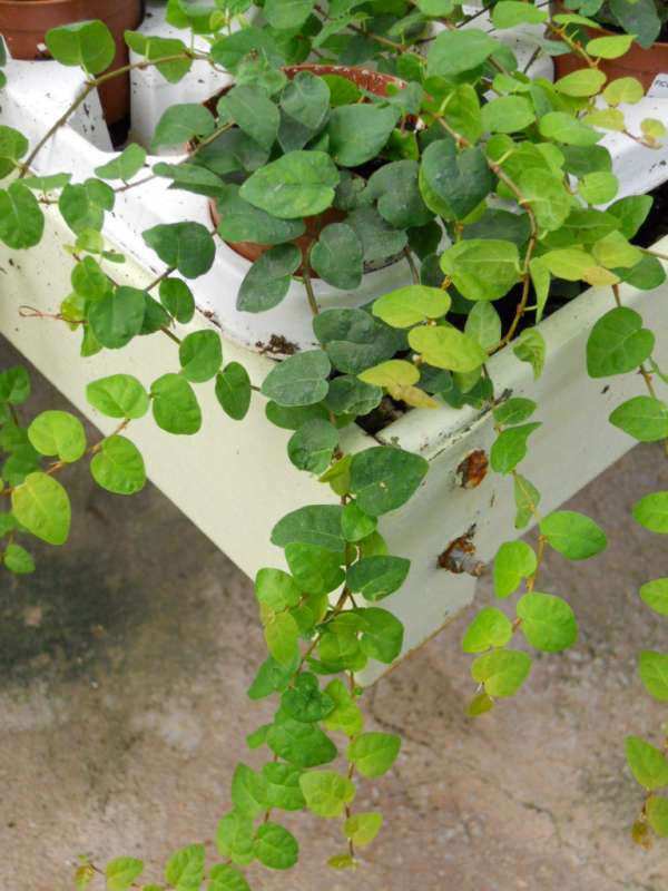 Ficus moneda