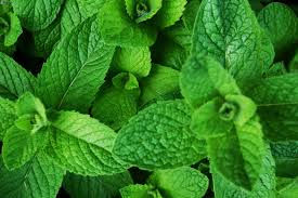 Menta