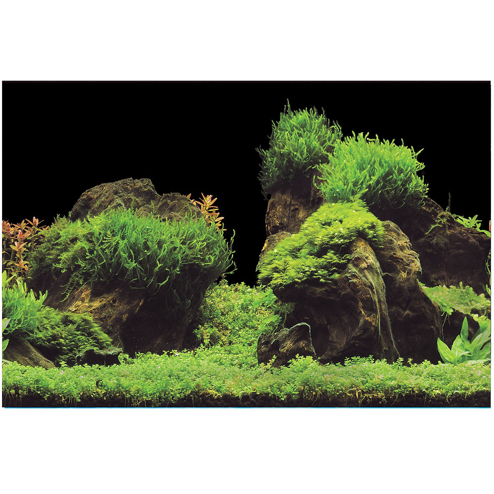 Thumbnail: Double sided Aquarium Background (Variety size)