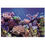 Thumbnail: Double sided Aquarium Background (Variety size)