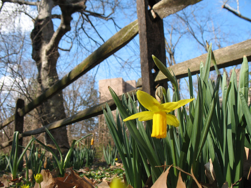 Biopond, Philly