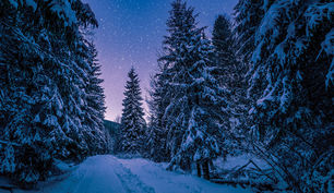 Did you know... the life span of most Evergreen trees is 100-200 years?