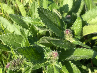 Bukvice lékařská ~ čistec lékařský