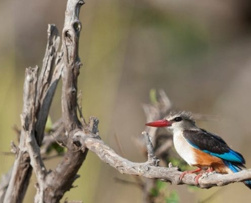 Grey headed kingfisher (Picus canus) © Tui De Roy