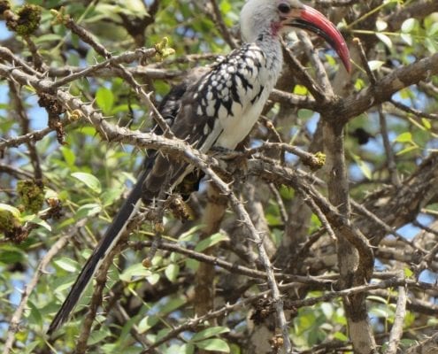 Northern Re-Billed Hornbill (Tockus erythrorhynchus) © Hannah Campbell
