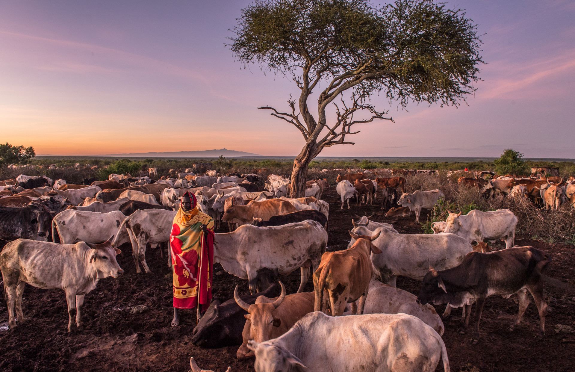 © Ami Vitali. Sakakei Naiptari moves his cows out of the boma before they milk them and take them out for grazing at Loisaba