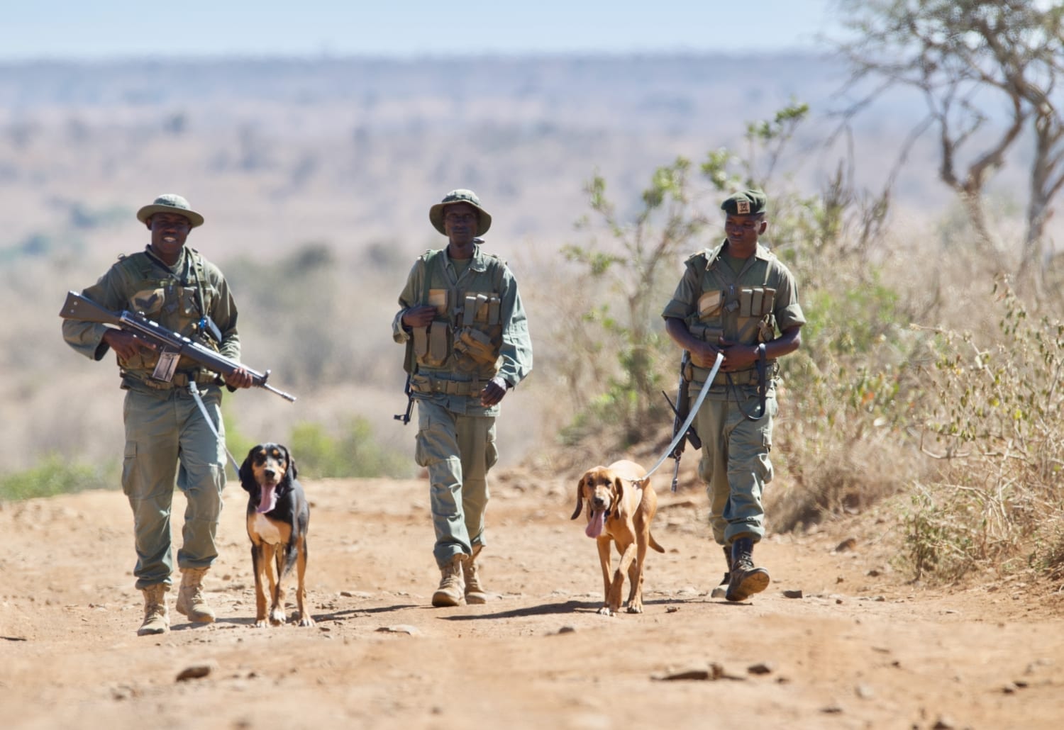 Loisaba’s K9 Unit out on patrol. © Alastair Boyd