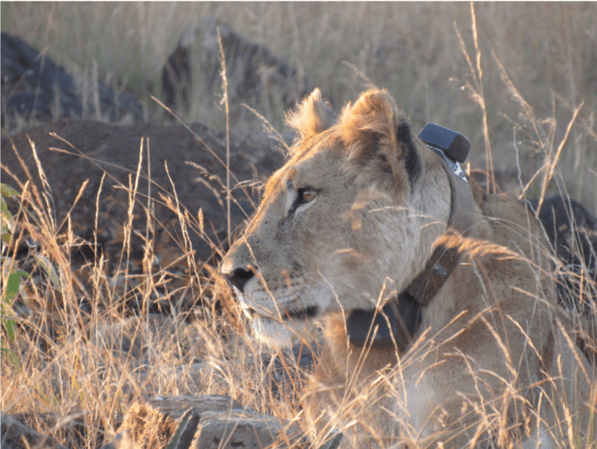 Narok, collared at Loisaba in February 2018. Narok was originally collared to keep track of her prides movements, but now cannot keep up with the pride during hunts. This means she is at more risk of coming into conflict with humans, so her movements are closely monitored.  © Hannah Campbell.