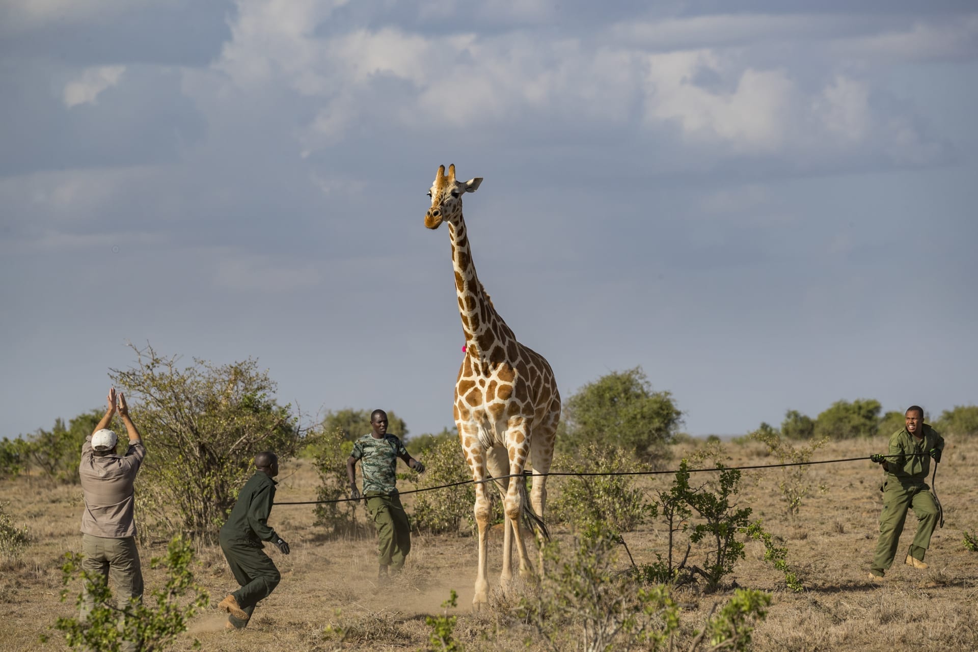 San Diego Zoo Global, Giraffe Conservation Foundation and KWS safely capturing a giraffe at Loisaba Conservancy in order to attach a GPS tracking device. © SDZG