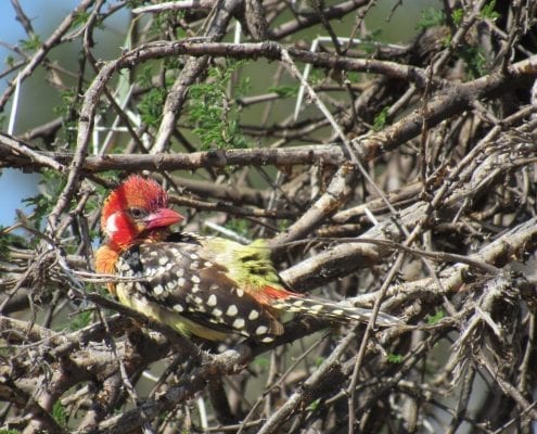 Red-and-yellow barbet (Trachyphonus erythrocephalus) © Hannah Campbell