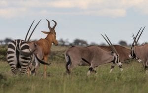 Beisa oryx, common zebra & Laikipia hartebeest