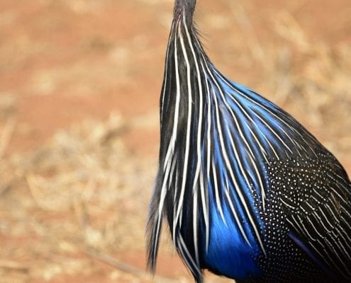 The vulturine guineafowl (Acryllium vulturinum) © Phil Carter