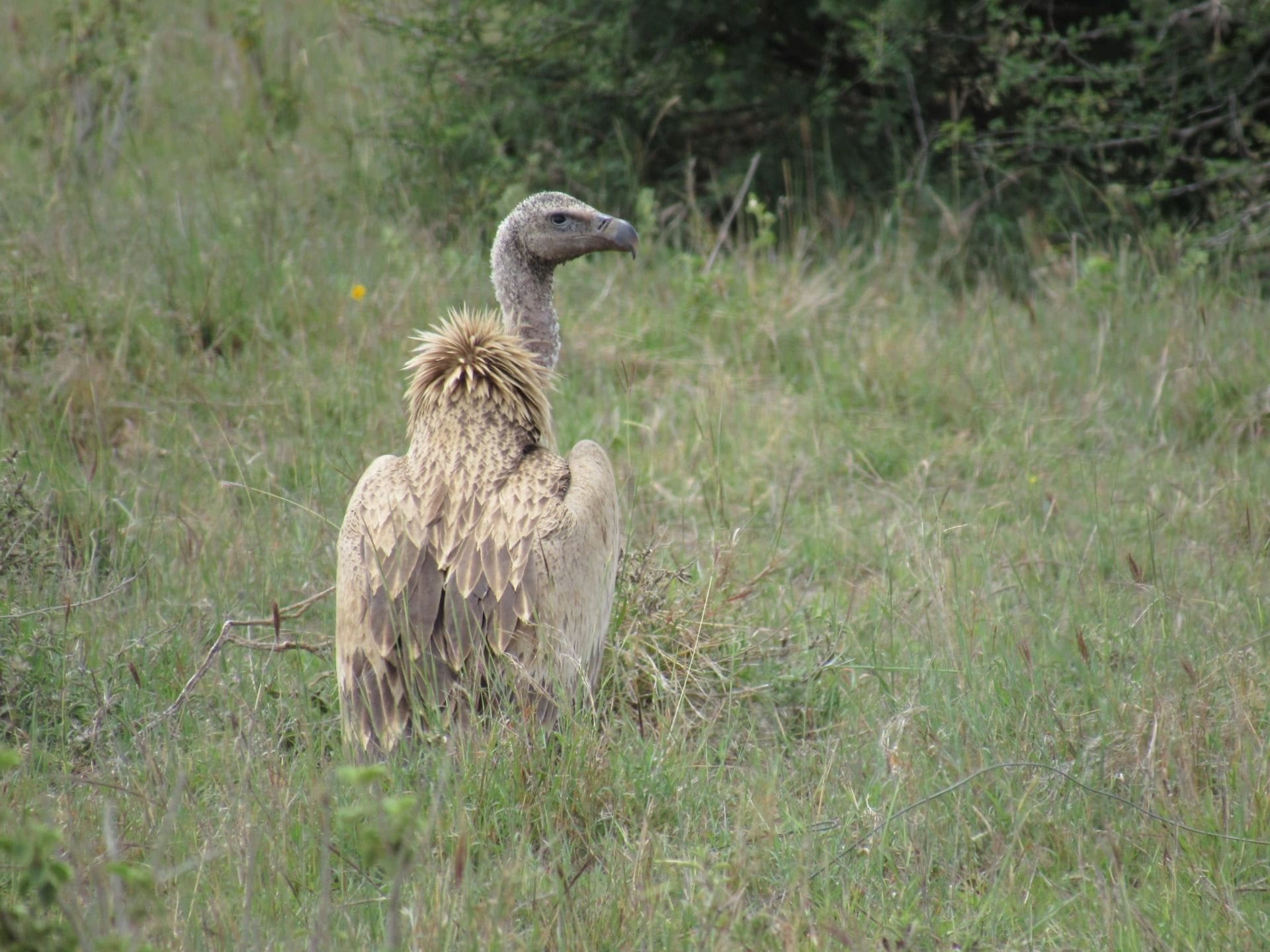 Critically endangered Rüppell’s griffon vulture at Loisaba. © Hannah Campbell