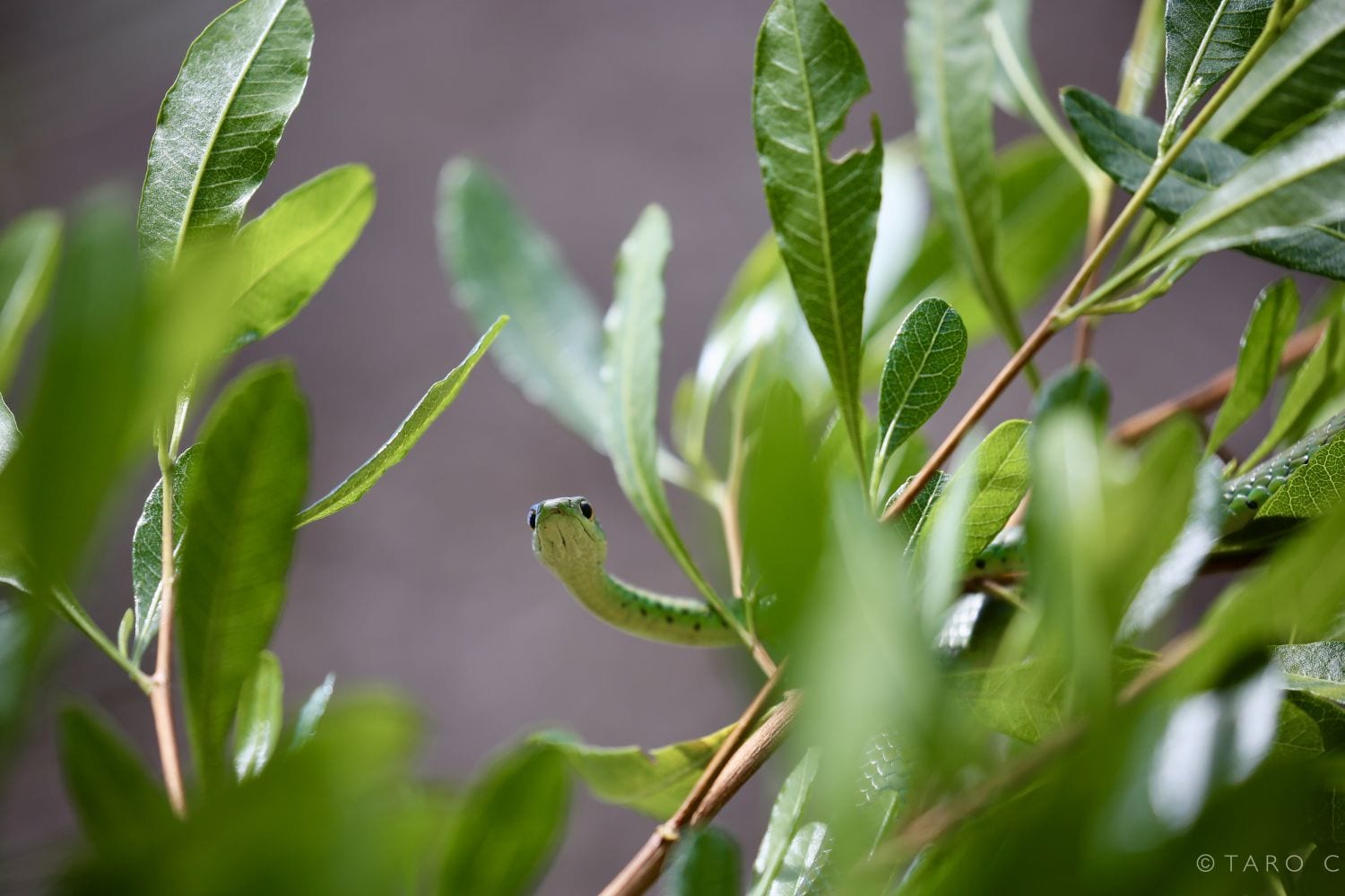 Spotted Bush Snake. Photo © Taro Croze.