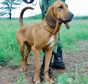 Nanyuki (female)