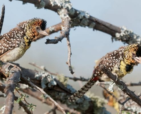 D'Arnaud's barbet (Trachyphonus darnaudii) © Tui De Roy