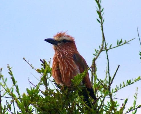 Rufous-crowned Roller (Coracias naevius) © Taro Croze