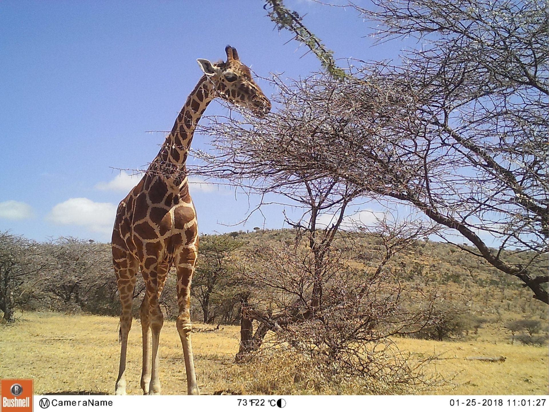 Camera trap photo. © SDZG.