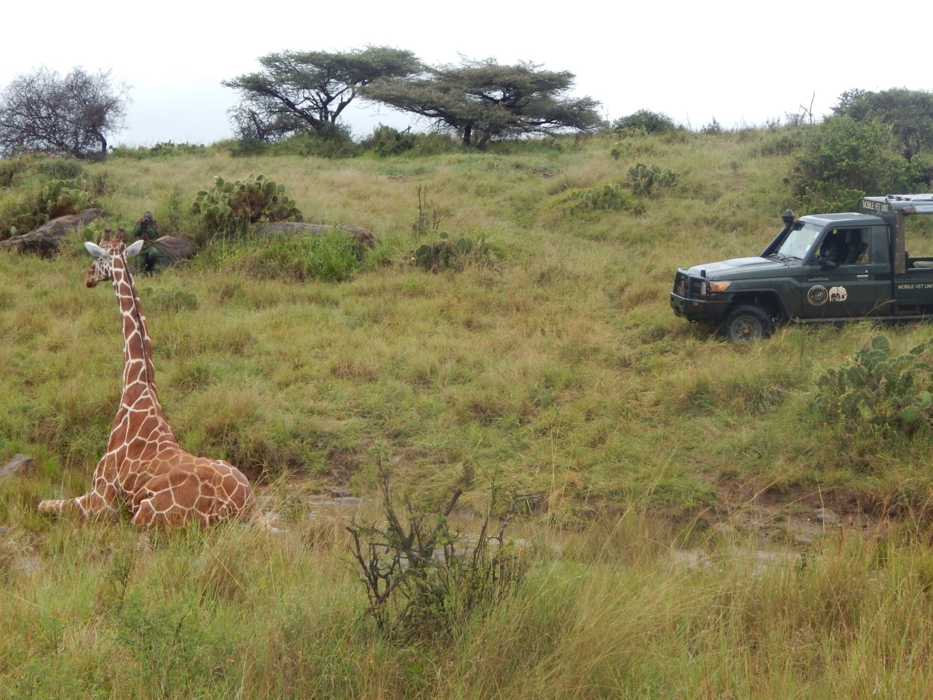 KWS vet waiting for the giraffe to recover from the anesthetic after successful removal of the snare.
