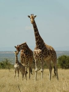 Young life © Isabelle Parsons