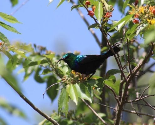 Marico sunbird (Cinnyris mariquensis) © Taro Croze