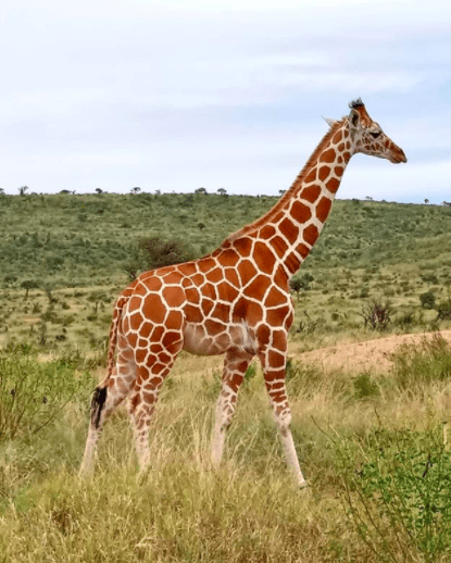 Reticulated Giraffe © Peter Ekidor