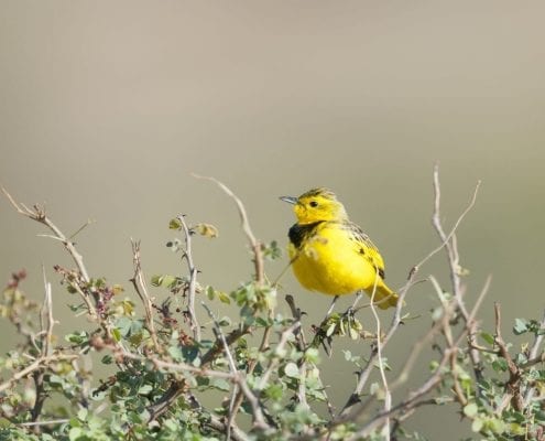 Golden pipet (Tmetothylacus tenellus) © Tui De Roy