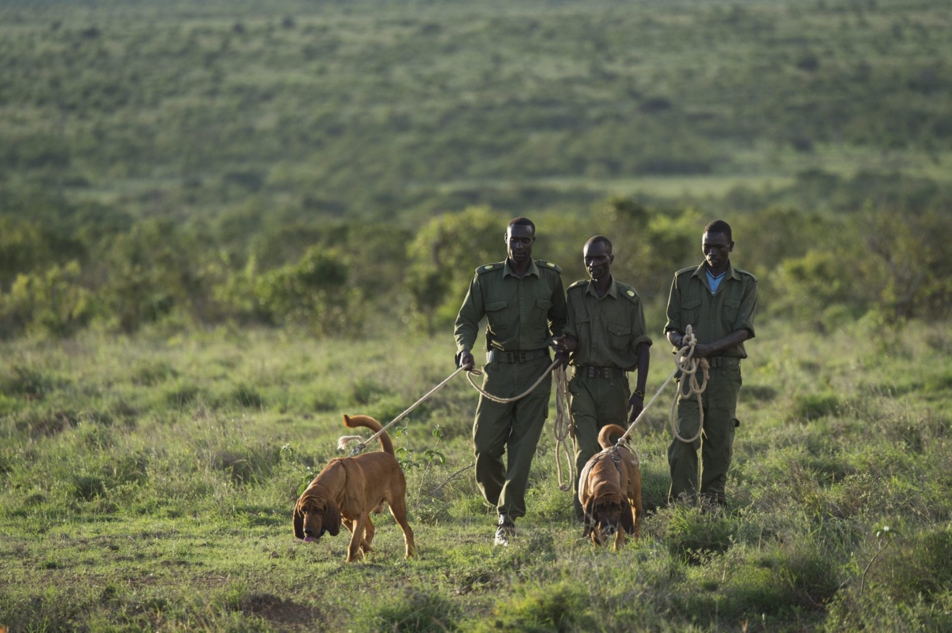 Loisaba’s K9 unit out on patrol. Photo © Ami Vitali