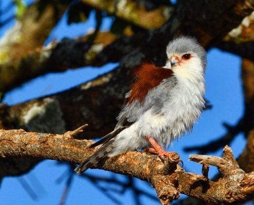Pygmy falcon (Polihierax semitorquatus) © Alastair Boyd