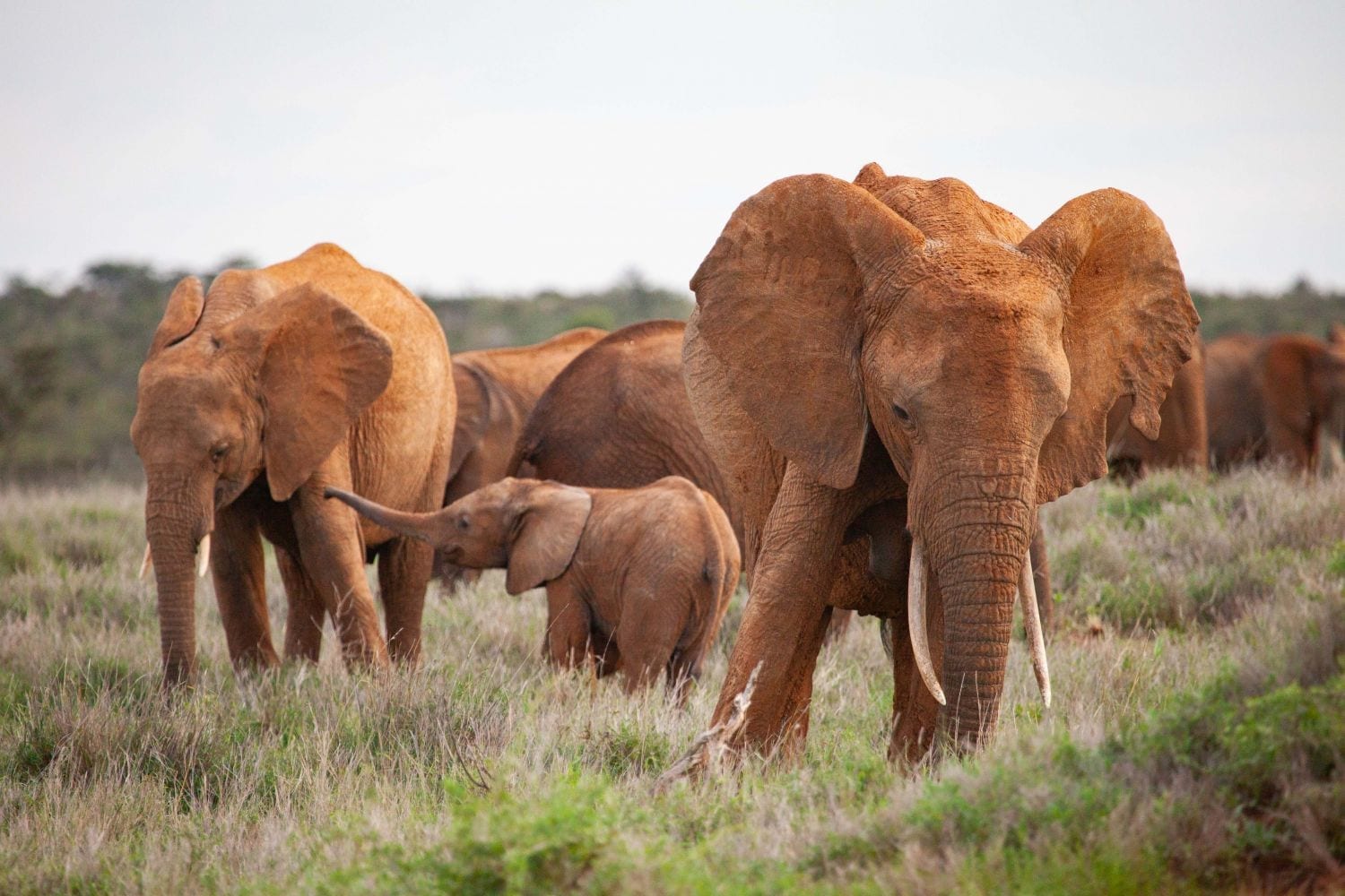 © Maurice Schutgens