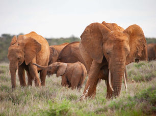 World Elephant Day 2020
