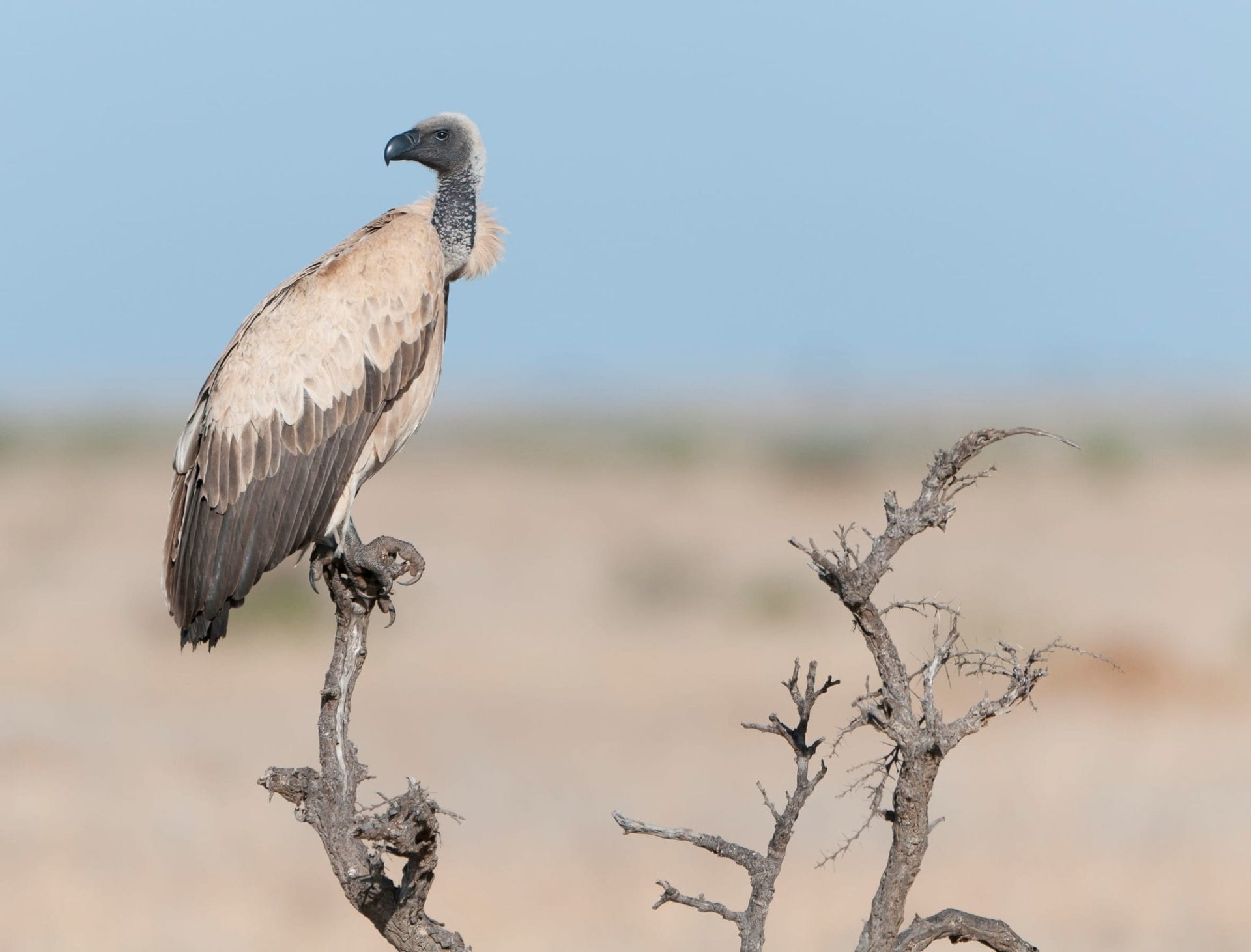 Critically endangered African white-backed vulture at Loisaba. © Tui De Roy