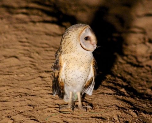 Barn Owl (Tyto alba) © Taro Coze