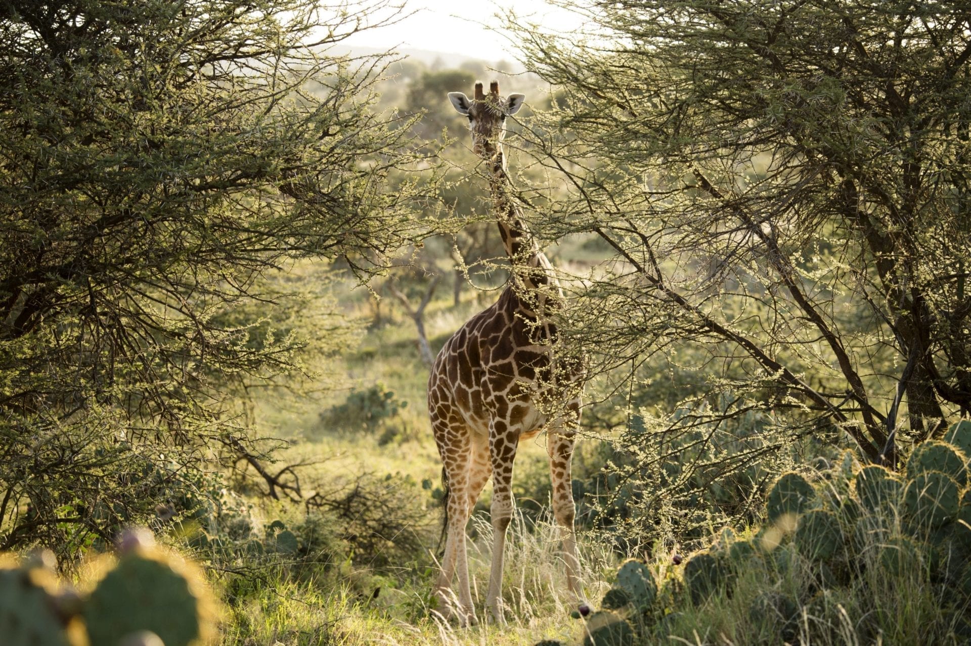 A reticulated giraffe at Loisaba. Photo © Ami Vitali.