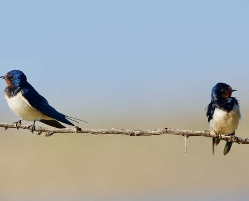Barn Swallow (Hirundo rustica) © Alastair Boyd